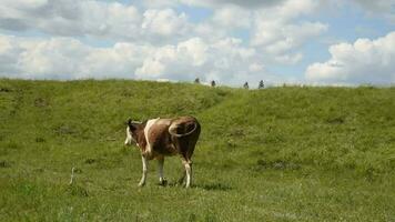 bétail broute dans le prairie. vaches manger herbe dans le pâturage video