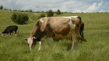 vacas comer césped en un prado en el aldea. vacas pacer en el campo en un soleado día. video