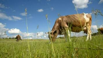 Kühe Essen Gras im das Feld. das Vieh grasen im das Wiese auf ein sonnig Tag. video