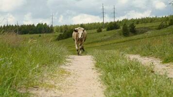 en ko är gående längs en väg i en by. nötkreatur betning i de äng video