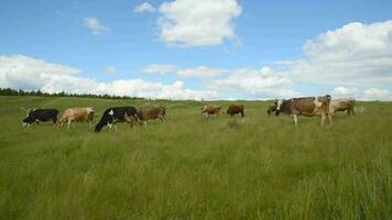Cattle grazes in the meadow. Cows eat grass in the pasture video