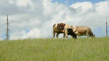 Cows graze in the meadow. Cattle eating grass in the pasture video