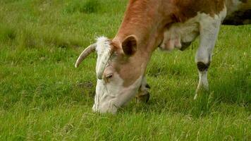 vacas comer césped en el campo. vacas pacer en el prado en un soleado día. video