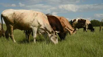 vacas comer Relva dentro uma Prado dentro a Vila. gado pastar em a campo em uma ensolarado dia. video