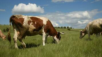 vacas comer césped en el campo. vacas pacer en el prado en un soleado día. video