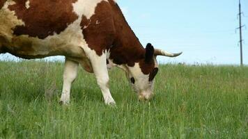 Cows graze in the meadow. Cattle eating grass in the pasture video