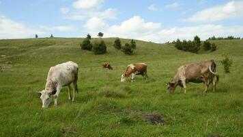 vaches manger herbe dans le champ. bétail pâturer dans le Prairie sur une ensoleillé journée. video