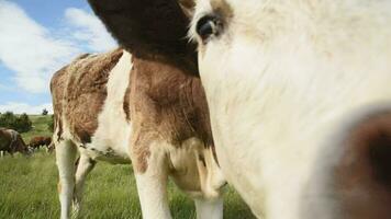 The cow came close to the camera. Close-up. The animal grazes in the meadow video