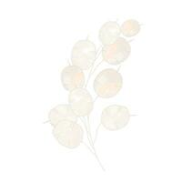 Lunaria vector stock illustration. A fragile beige flower. Branch element for the invitation. Decorative minimalist element. Boho. Dry botany. Isolated on a white background.