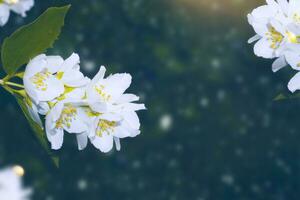 jazmín blanco la rama delicadas flores de primavera foto