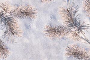 Coniferous spruce branch. Frozen winter forest with snow covered trees. photo