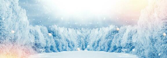 Landscape. Frozen winter forest with snow covered trees. photo