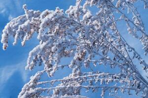 hierba congelada borrosa. fondo abstracto de invierno. paisaje. foto