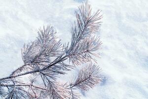 Coniferous spruce branch. Frozen winter forest with snow covered trees. photo