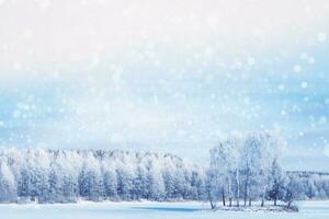 Frozen winter forest with snow covered trees. photo