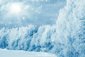 Landscape. Frozen winter forest with snow covered trees. photo