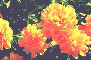 Colorful peony flowers on a background of the summer landscape. photo