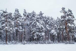 paisaje. bosque de invierno congelado con árboles cubiertos de nieve. foto