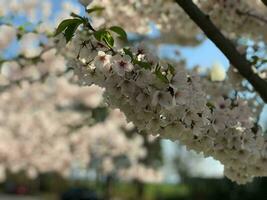 Beautiful Cherry Blossom Flower photo