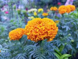 Yellow and Orange Marigold Flower photo