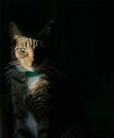 linda hermosa marrón ojos gato con el negro antecedentes foto