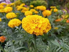Beautiful Yellow Marigold Flower photo