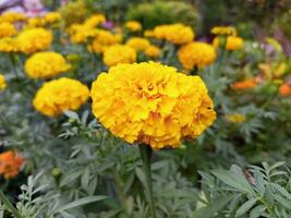 hermosa amarillo maravilla flor foto