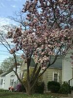 Beautiful Magnolia Blossom Flower in Springtime photo