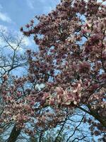 hermosa magnolia florecer flor en primavera foto