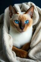 white and red Siamese cat sitting on an orange blanket with blue eyes , generated by AI photo