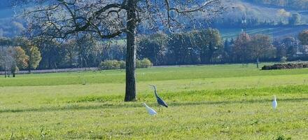 Cattle Egrets in cultivated green field. High quality photo