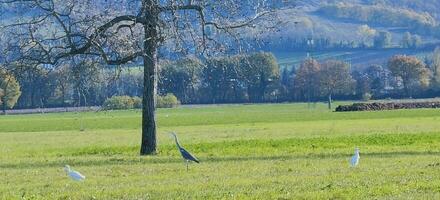 Cattle Egrets in cultivated green field. High quality photo