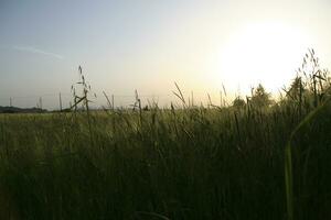 sunset with tall grass in silhouette. High quality photo