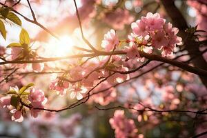 cherry blossom in spring time with sun rays and lens flare, Spring blossoms and beautiful cherry tree branches with pink sakura flowers and sunbeams coming through the tree branches, AI Generated photo