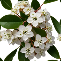 hoya carnosa compacta isolated on transparent background. ai generative png