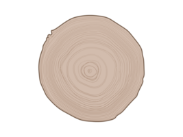 Isolated tree with woodgrain ring natural texture from top view on transparent background png