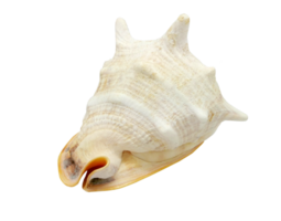 Isolated seashell decoration on transparent background png