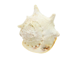 isolated seashell decoration on transparent background png