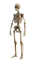 Humain squelette sur transparent arrière-plan, 3d rendre png