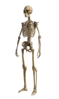 Human skeleton on transparent background, 3d render png