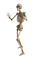Human skeleton on transparent background, 3d render png