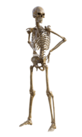 Human skeleton on transparent background, 3d render png