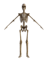 Human skeleton on transparent background, 3d render png