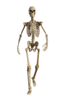mänsklig skelett på transparent bakgrund, 3d framställa png