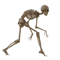 menselijk skelet Aan transparant achtergrond, 3d geven png