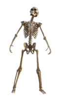 Human skeleton on transparent background, 3d render png