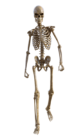 Human skeleton on transparent background, 3d render png