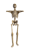 Human skeleton on transparent background, 3d render png