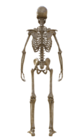 mänsklig skelett på transparent bakgrund, 3d framställa png