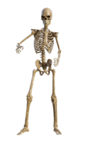 umano scheletro su trasparente sfondo, 3d rendere png